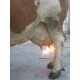 Opalarka do usuwania owłosienia z wymion Preventa Kerbl 4018653156766