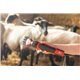 Maszynka do strzyżenia owiec FarmClipper Profi, 6 biegowa, czerwony, Clipster