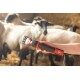 Maszynka do strzyżenia owiec FarmClipper Profi, 6 biegowa, czerwony, Clipster 18261