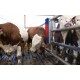 Czochradło dla bydła, HAPPYCOW Bully, Kerbl 293130