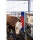 Czochradło dla bydła, HAPPYCOW Bully, Kerbl 293130