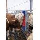 Czochradło dla bydła, HAPPYCOW Bully, Kerbl 293130