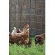 Siatka elektryczna dla drobiu 25 m, 106 cm, podwójny szpic, Kerbl Premium