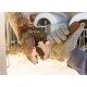 Nóż do korekcji racic prawy wąski KERBL SuperProfi