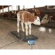 Waga inwentarzowa platformowa do 500 kg Kerbl PS 1000
