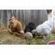 Kule do dziobania 6 szt. 3 kg Kerbl