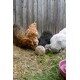 Kule do dziobania 6 szt. 3 kg Kerbl
