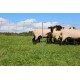 Siatka dla owiec OviNet Premium 50 m Kerbl