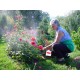 Opryskiwacz ręczny do róż 1,1 L Birchmeier Florajet