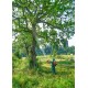 Dmuchawa natryskowa akumulatorowa 13 m Birchmeier AS 1200 AC2