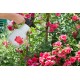 Opryskiwacz ciśnieniowy 360 stopni 1.25 l Birchmeier Rose Star