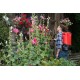 Opryskiwacz plecakowy akumulatorowy 15 L Birchmeier REA 15 AC1